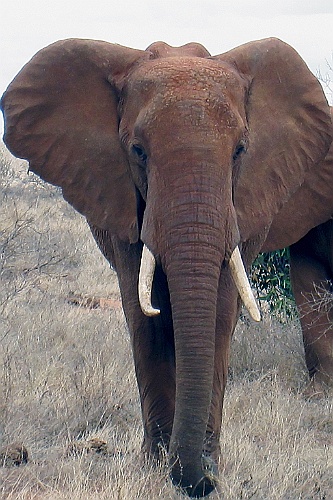 Kenia (353)